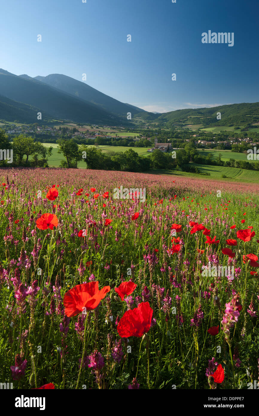 Coquelicots dans la Valnerina près de Campi, parc national Monti Sibillini, Ombrie, Italie Banque D'Images