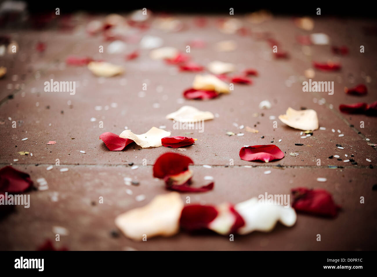 Des fleurs de mariage leafs macro-riz Banque D'Images