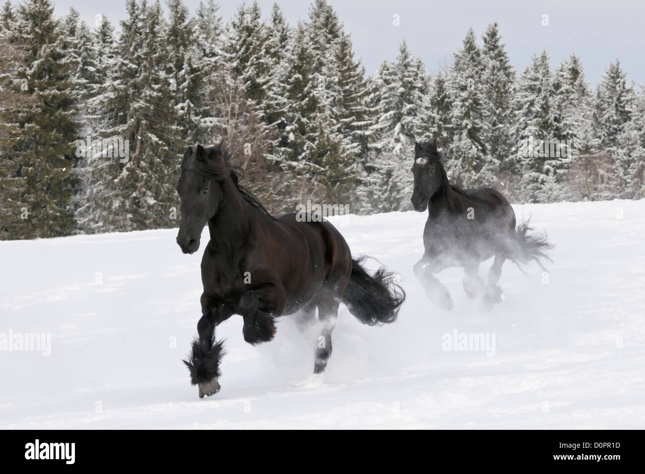 Deux chevaux frisons galopant dans la neige profonde Banque D'Images