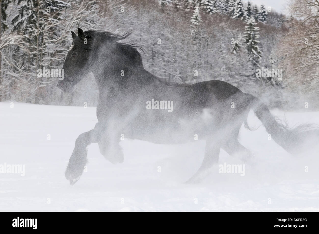 Cheval frison galoper dans la neige profonde Banque D'Images