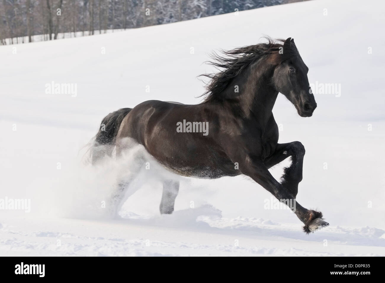 Cheval frison galoper dans la neige profonde Banque D'Images