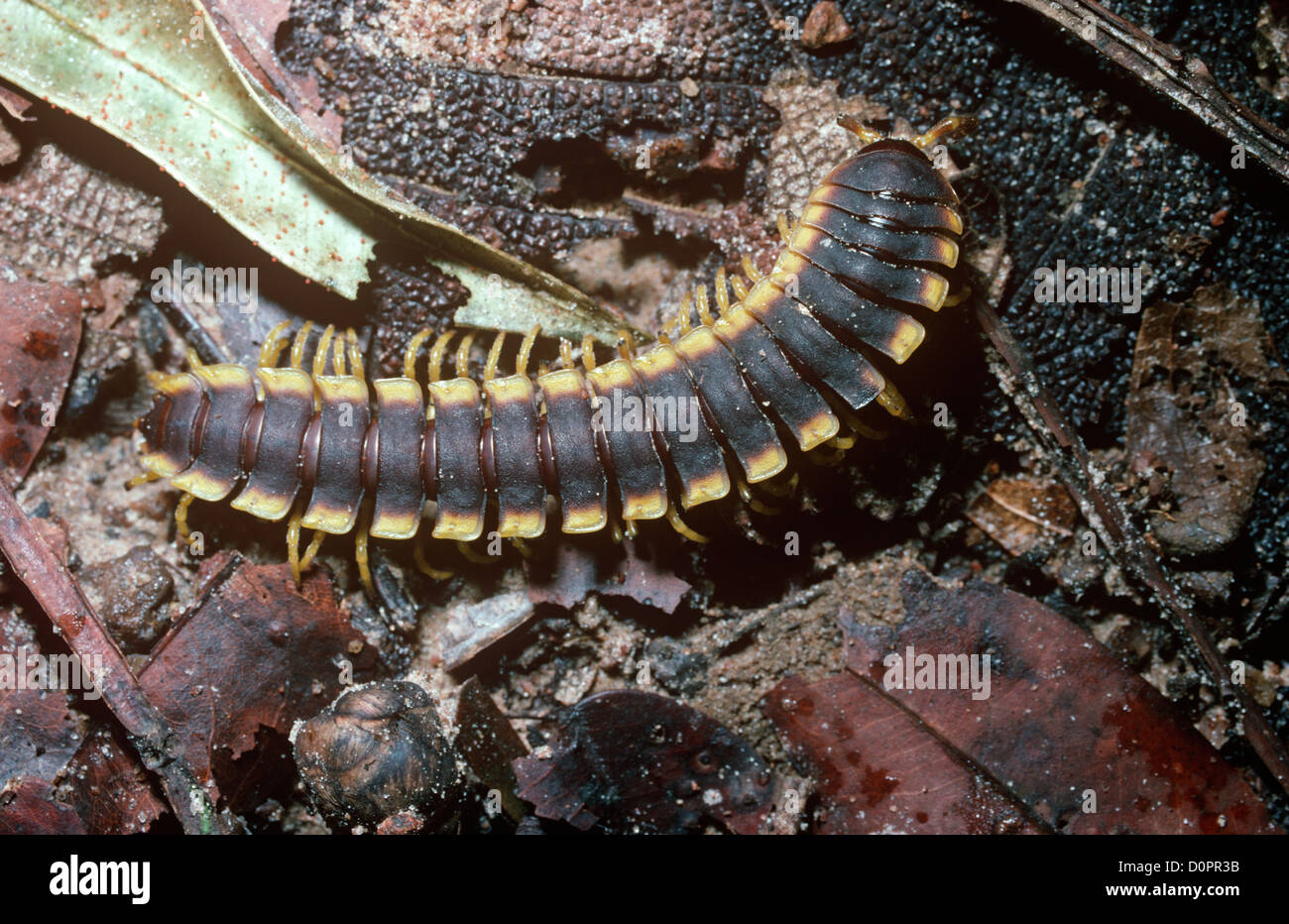 Adossés à des mille-pattes géant de télévision (Nyssodesmus sp.) dans la forêt amazonienne au Brésil Banque D'Images