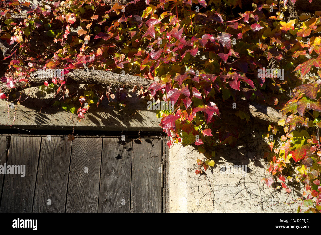 Ivy rouge autour du cadre de porte en pierre du bâtiment faisant partie de la Trinity College, Oxford, Royaume-Uni Banque D'Images
