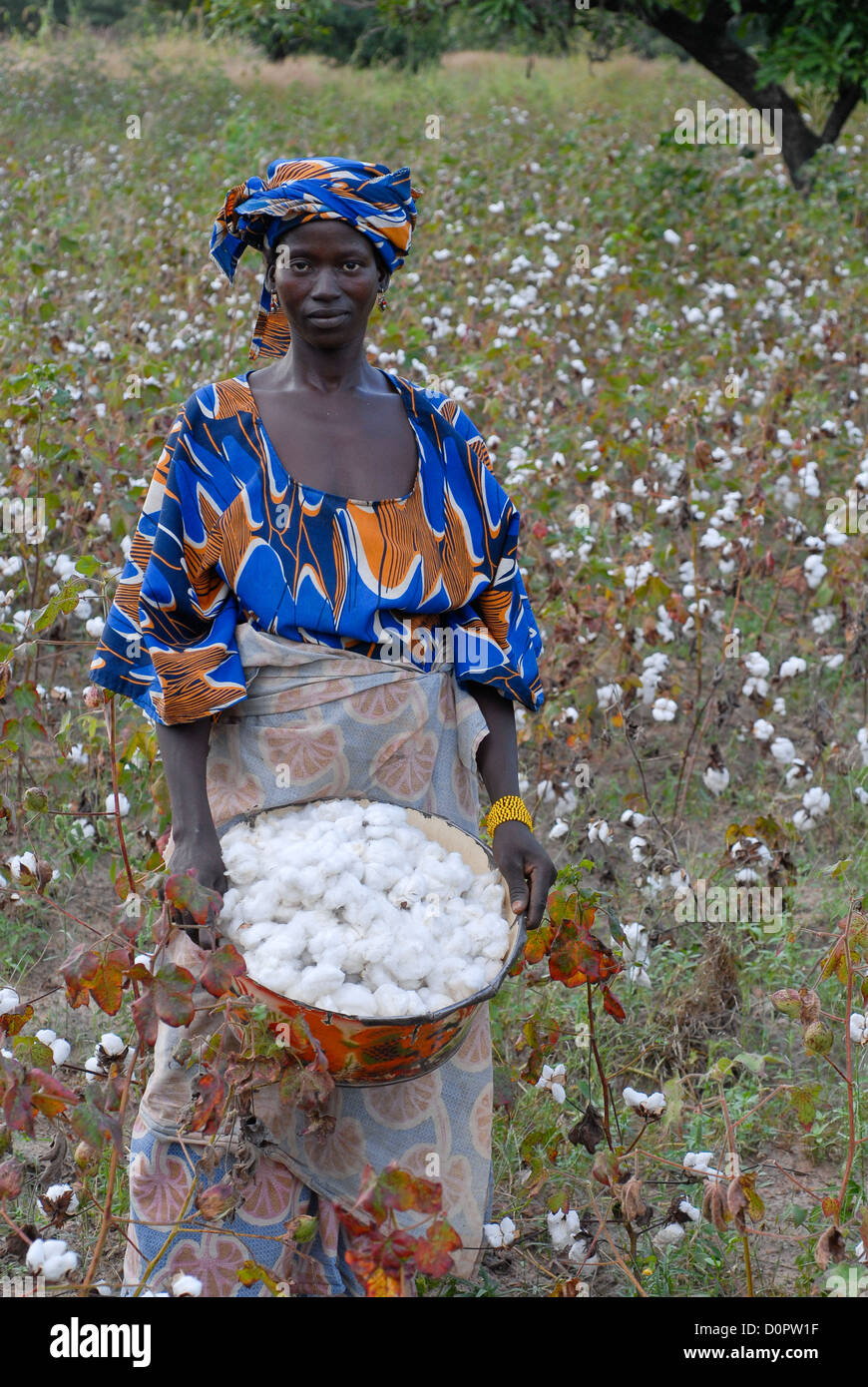 Afrique Mali Bougouni, femme récolter l'agriculture biologique et du commerce équitable à la ferme certifié Banque D'Images