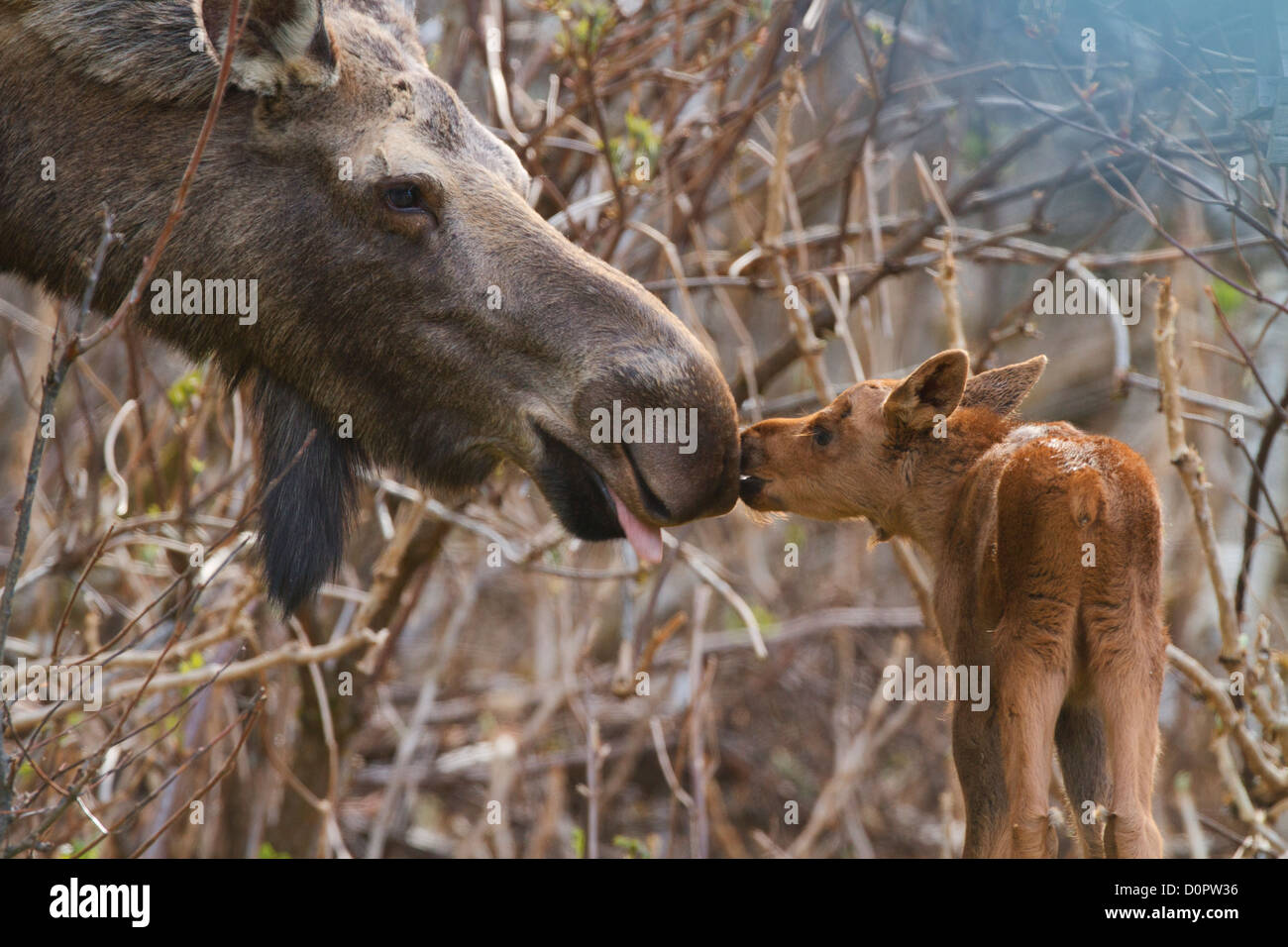 Vache et son veau, l'orignal, la Forêt Nationale de Chugach Alaska. Banque D'Images