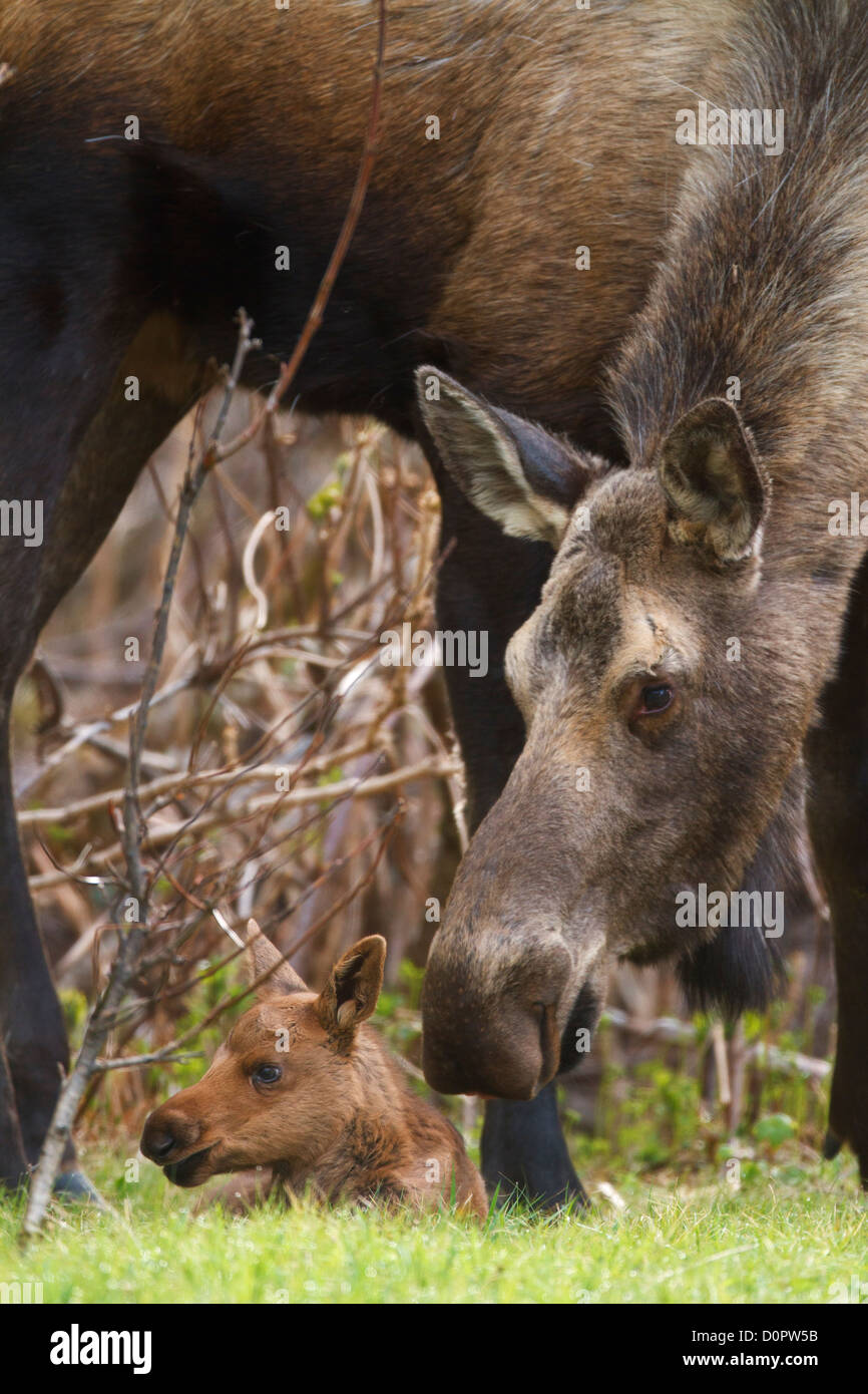 Vache et son veau, l'orignal, la Forêt Nationale de Chugach Alaska. Banque D'Images