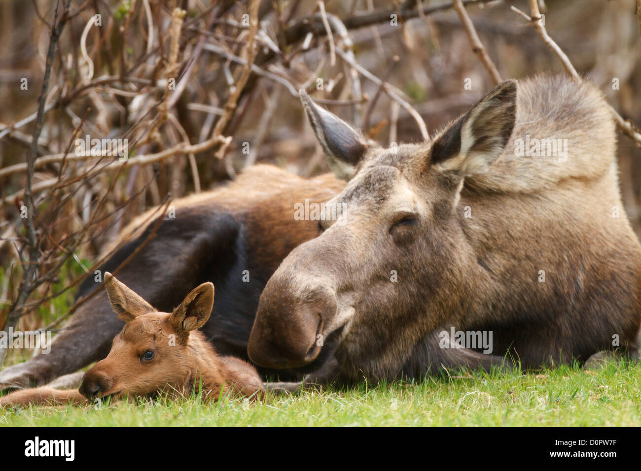 Vache et son veau, l'orignal, la Forêt Nationale de Chugach Alaska. Banque D'Images