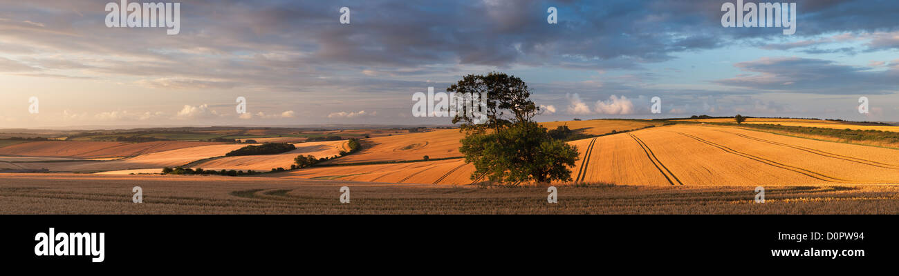 Un champ de blé c Piddletrenthide, Dorset, England, UK Banque D'Images
