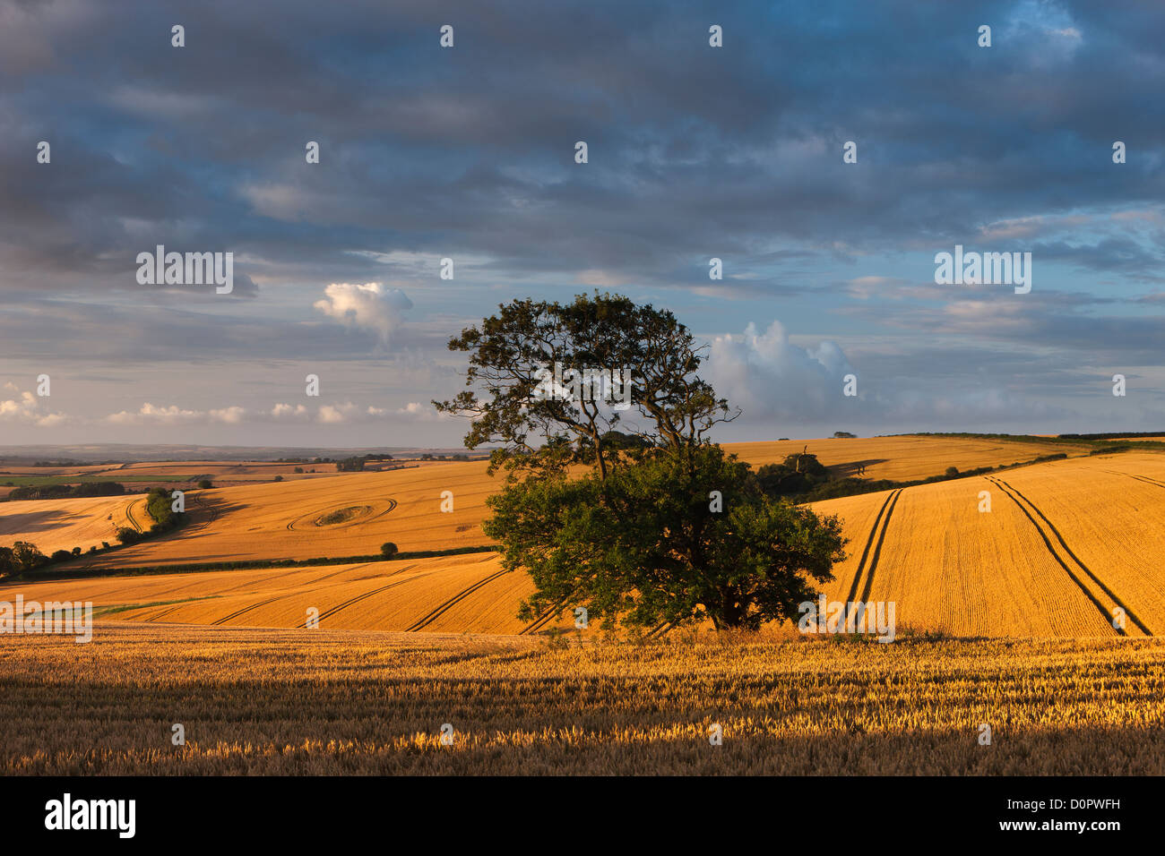 Un champ de blé c Piddletrenthide, Dorset, England, UK Banque D'Images