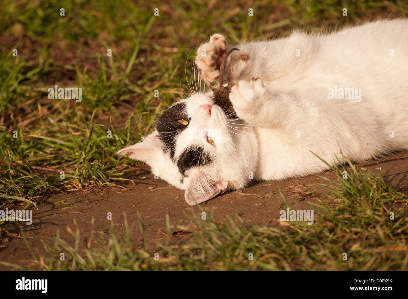 Chat Avec Une Souris Banque De Photographies Et D Images A Haute Resolution Alamy