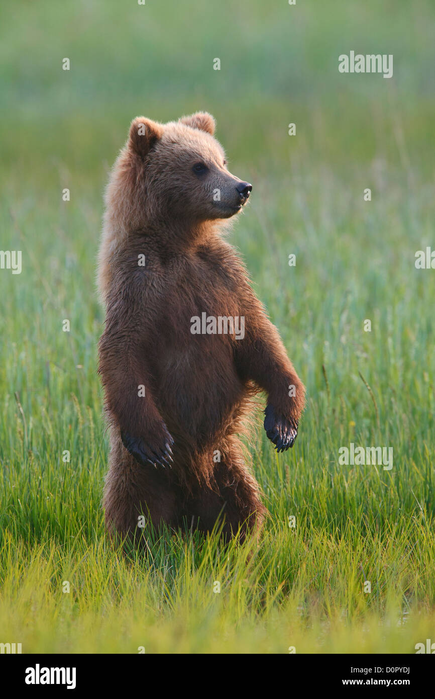 Une couleur brune ou Grizzly Bear cub printemps, Lake Clark National Park, Alaska. Banque D'Images