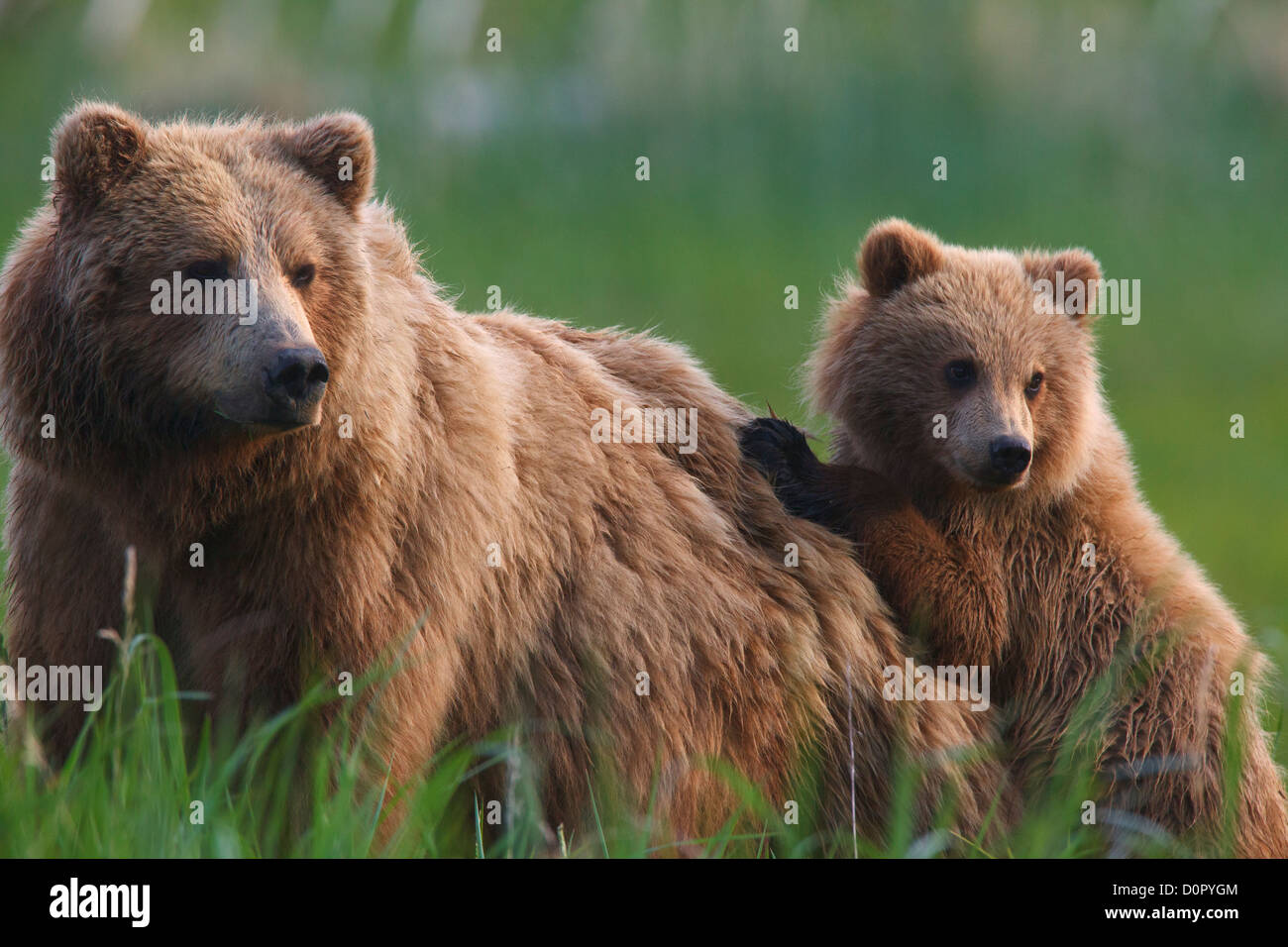 Une couleur brune ou Grizzly Bear Sow avec cub, Lake Clark National Park, Alaska. Banque D'Images