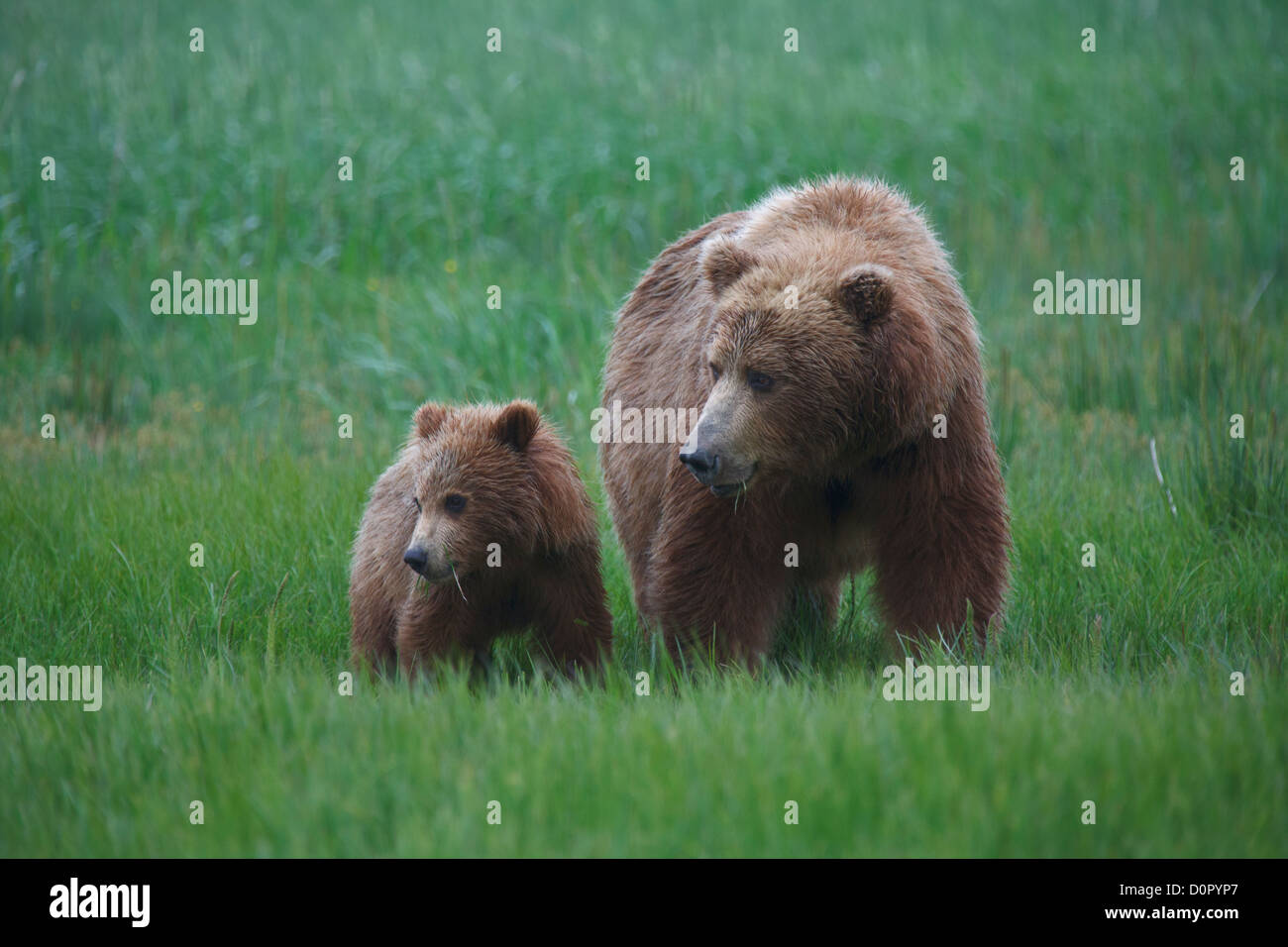 Une couleur brune ou Grizzly Bear sow avec cub, Lake Clark National Park, Alaska. Banque D'Images