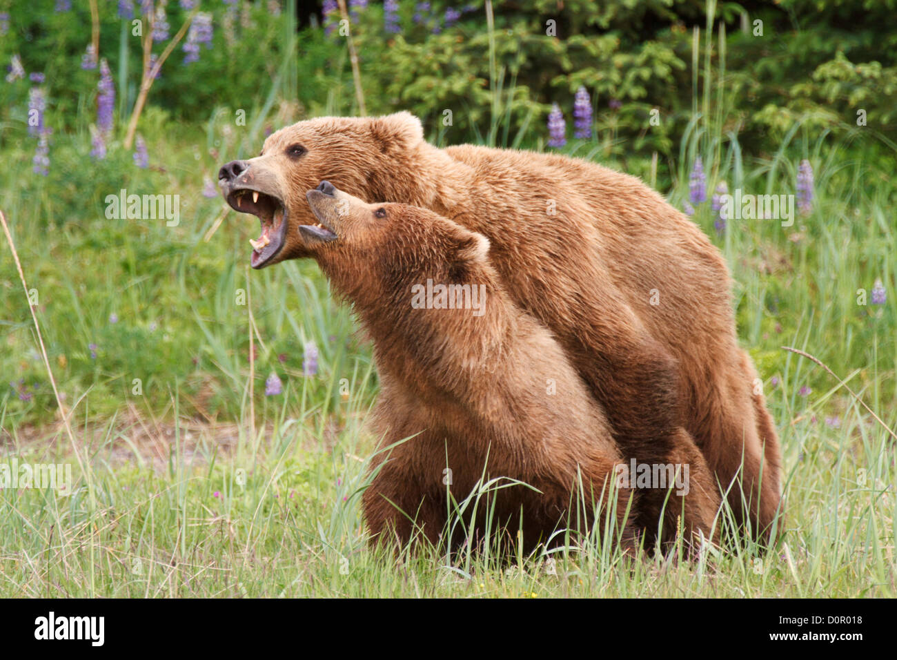 L'accouplement Brown ou l'ours grizzli, Lake Clark National Park, Alaska. Banque D'Images
