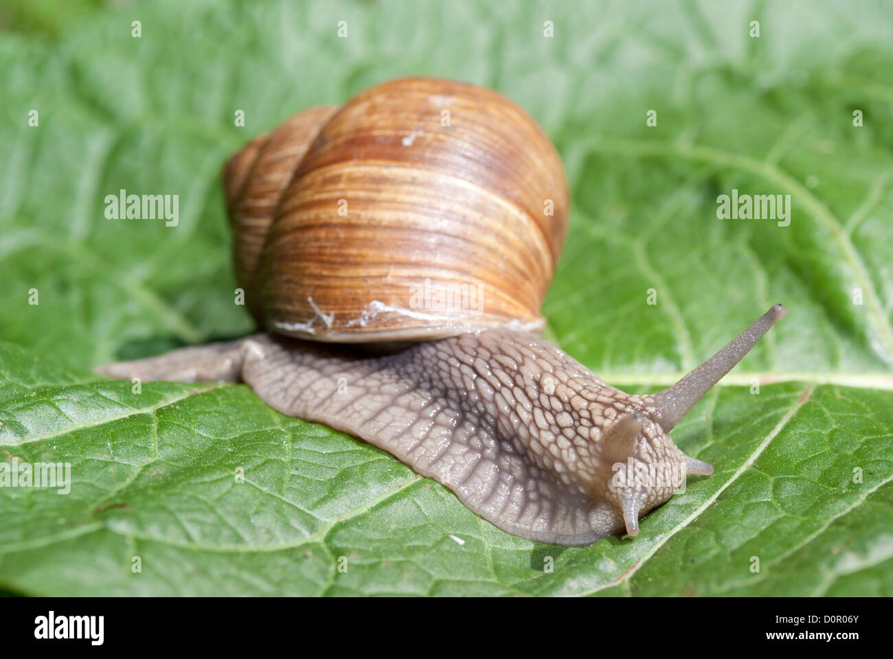 Gros escargot sur feuille verte en arrière-plan Banque D'Images