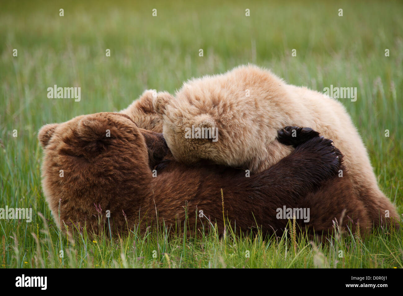 Sow Brown ou ses petits soins infirmiers de l'ours grizzli, Lake Clark National Park, Alaska. Banque D'Images
