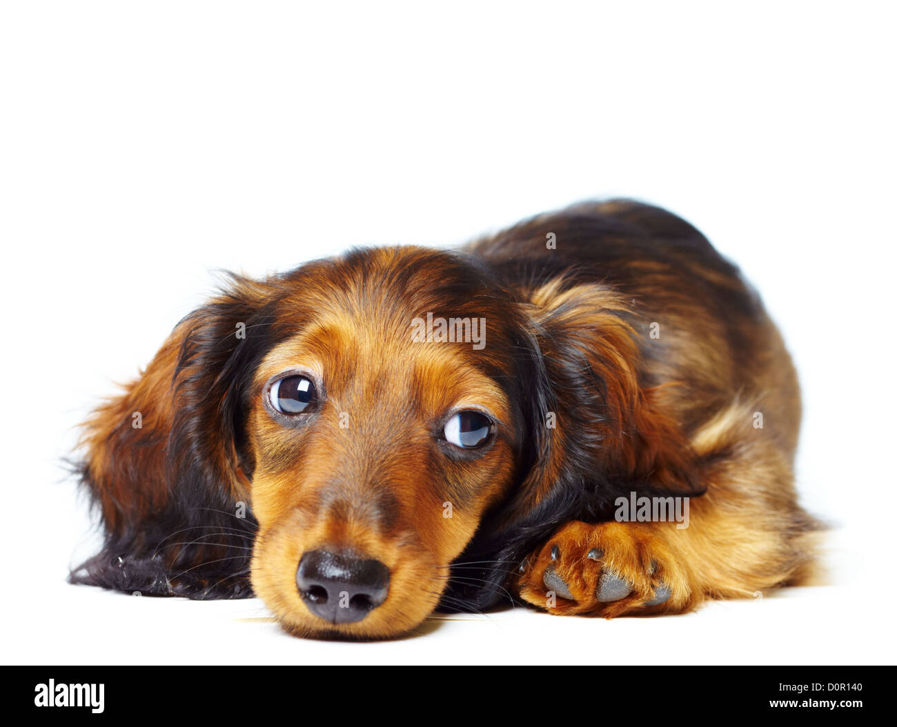teckel chiot Banque D'Images