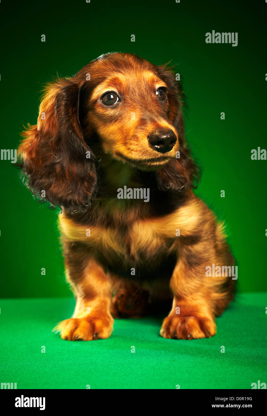 teckel chiot Banque D'Images