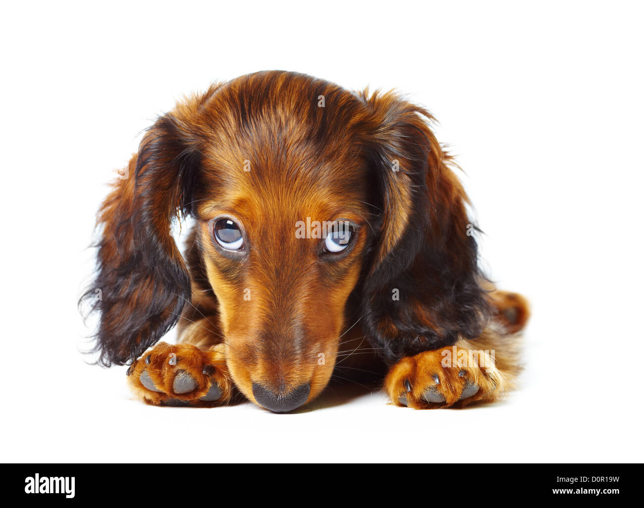 teckel chiot Banque D'Images