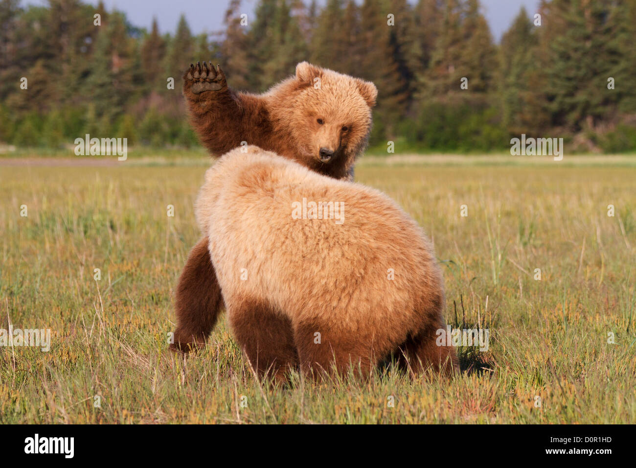 Deux mineurs Brown ou les oursons grizzlis jouer, Lake Clark National Park, Alaska. Banque D'Images