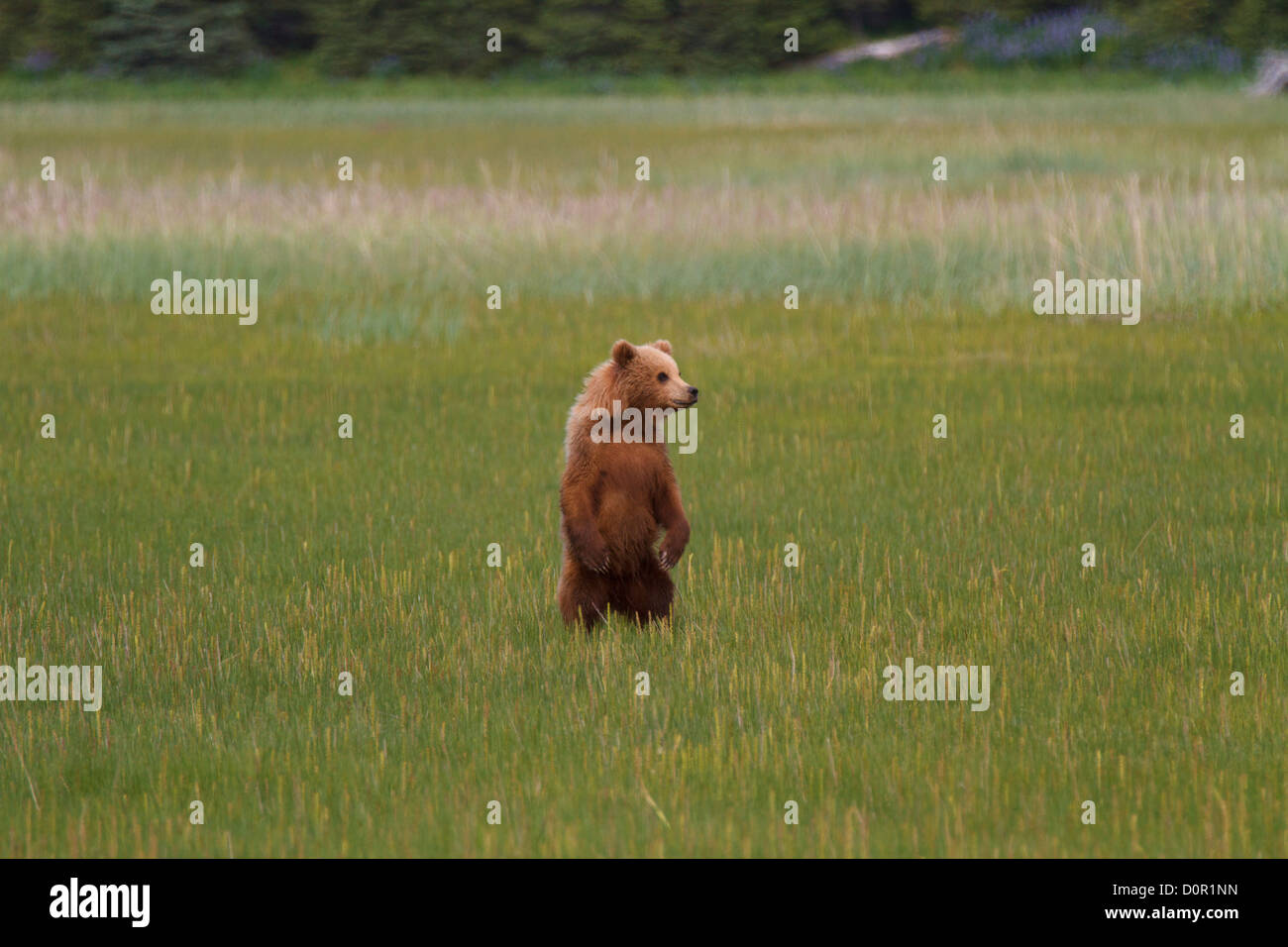 Une couleur brune ou Grizzly Bear cub, Lake Clark National Park, Alaska. Banque D'Images
