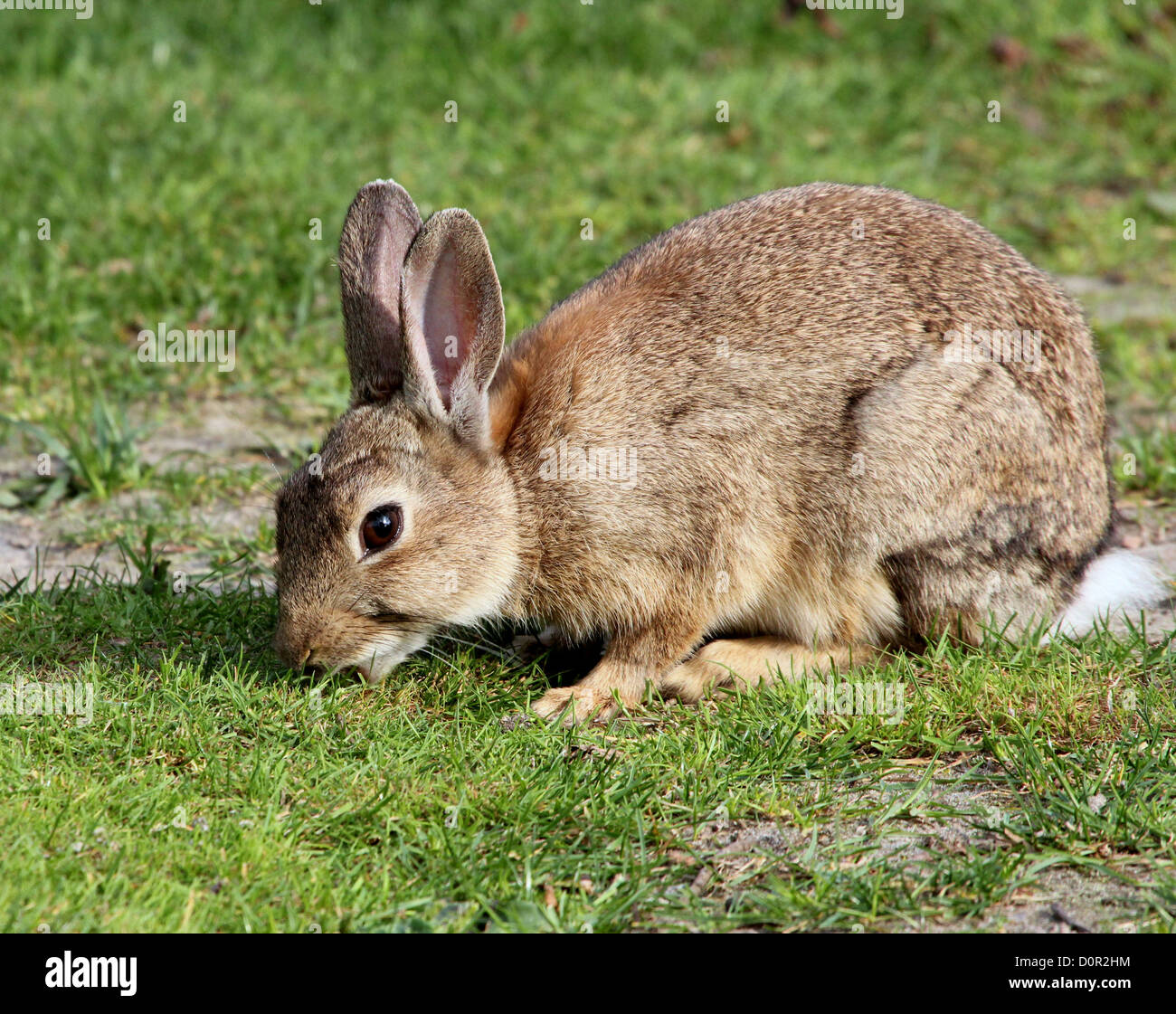 L'alimentation du lapin sauvage européenne dans un pré herbeux Banque D'Images