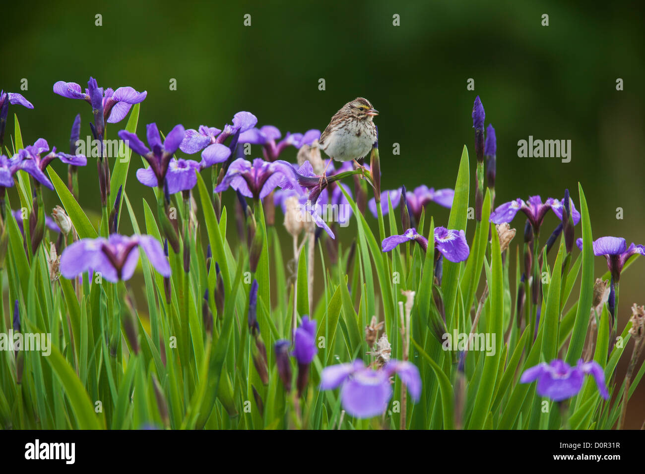 Bruant des prés (Passerculus sandwichensis) sur wild iris, l'Alaska, la Forêt Nationale de Chugach. Banque D'Images