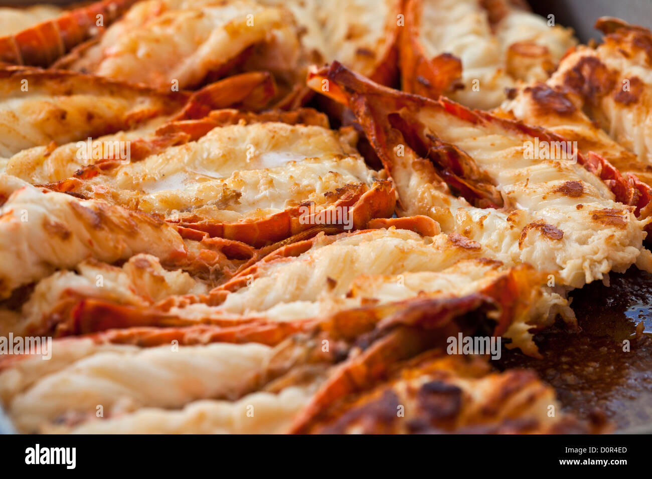 Fried homards Banque D'Images