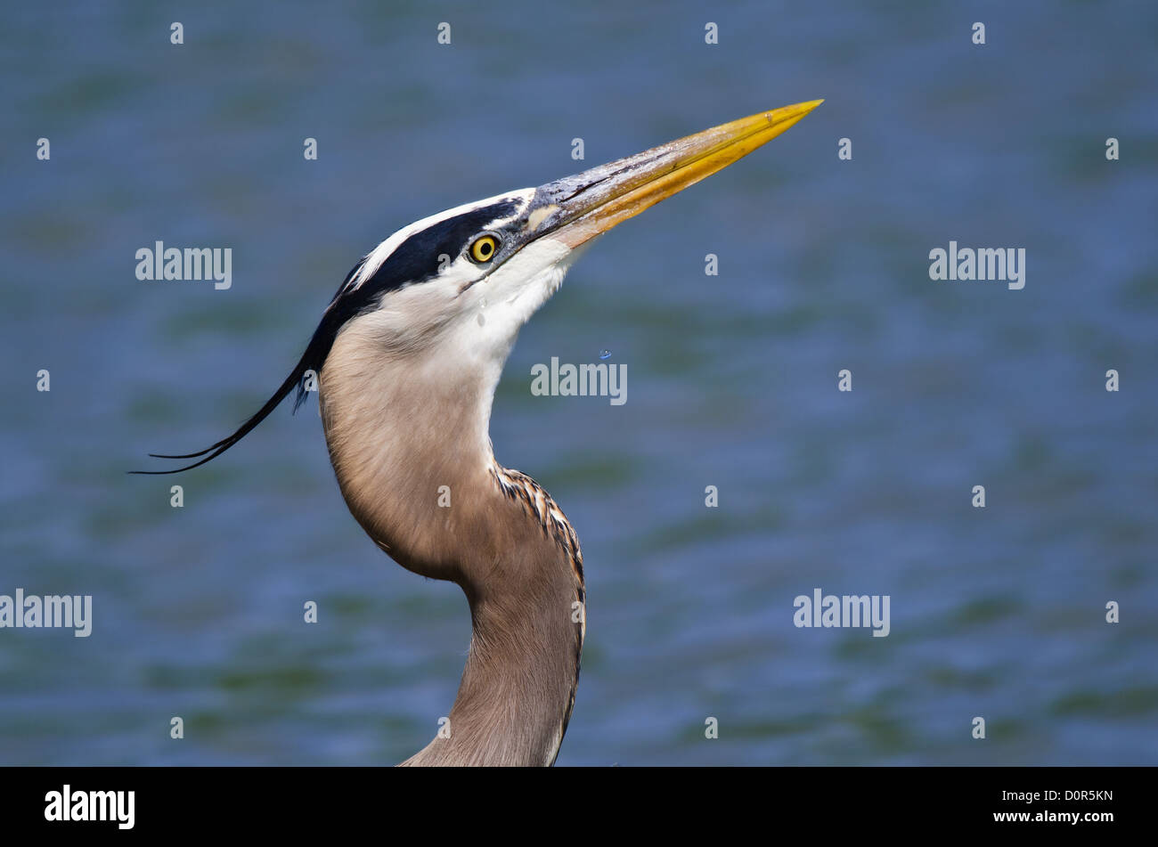 Grand Héron (Ardea herodias) Banque D'Images Grand Héron (Ardea herodias) Banque D'Images
