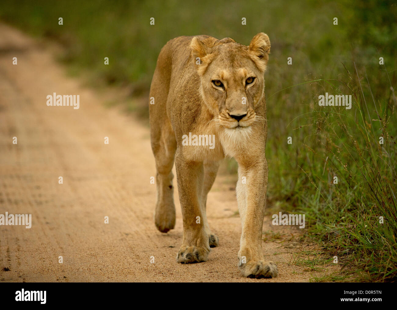 Lionne africaine marche à travers le Parc National Kruger Banque D'Images