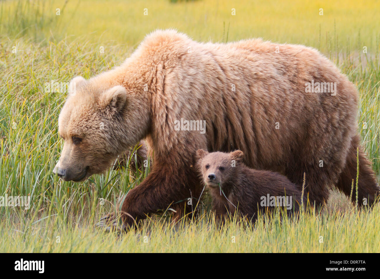Brown ou semer avec Grizzly Bear cub printemps, Lake Clark National Park, Alaska. Banque D'Images
