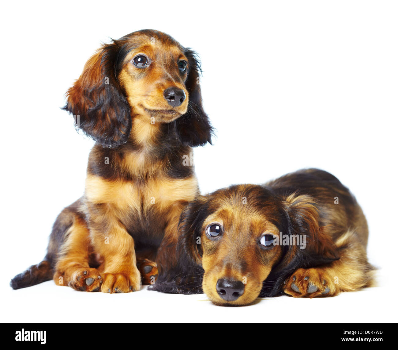 Puppys teckel Banque D'Images