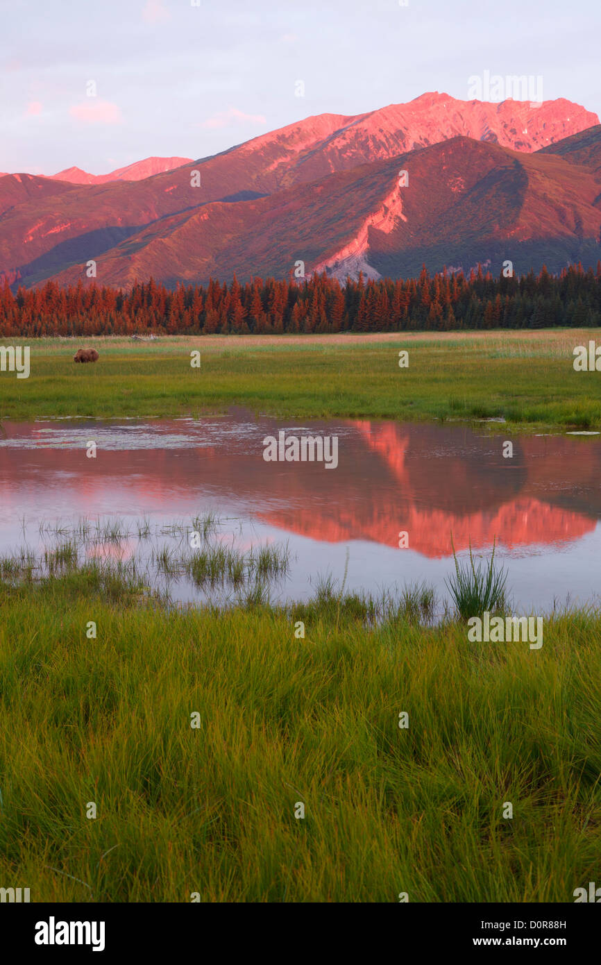 Brown / Grizzli, Lake Clark National Park, Alaska. Banque D'Images