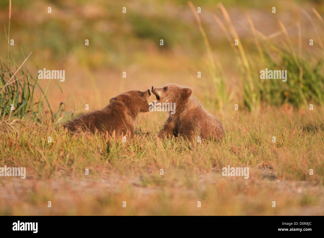 Brown triplet ou Grizzly bear cubs printemps, Lake Clark National Park, Alaska. Banque D'Images