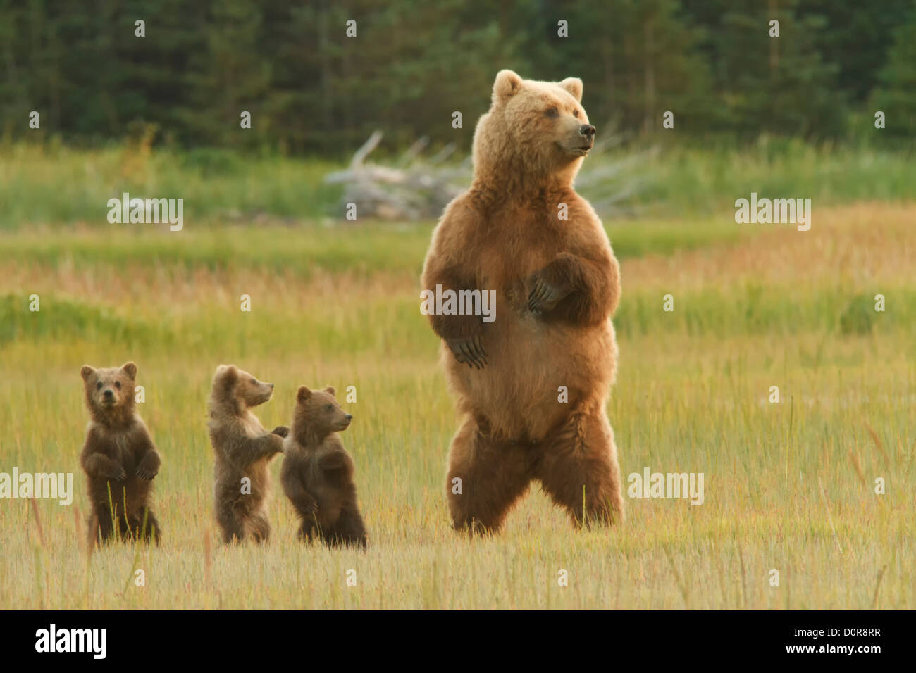 Sow avec Brown Triplet ou Grizzly bear cubs printemps, Lake Clark National Park, Alaska. Banque D'Images