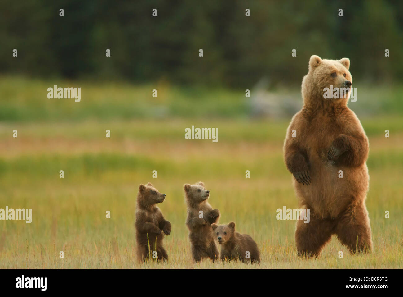 Sow avec Brown Triplet ou Grizzly bear cubs printemps, Lake Clark National Park, Alaska. Banque D'Images