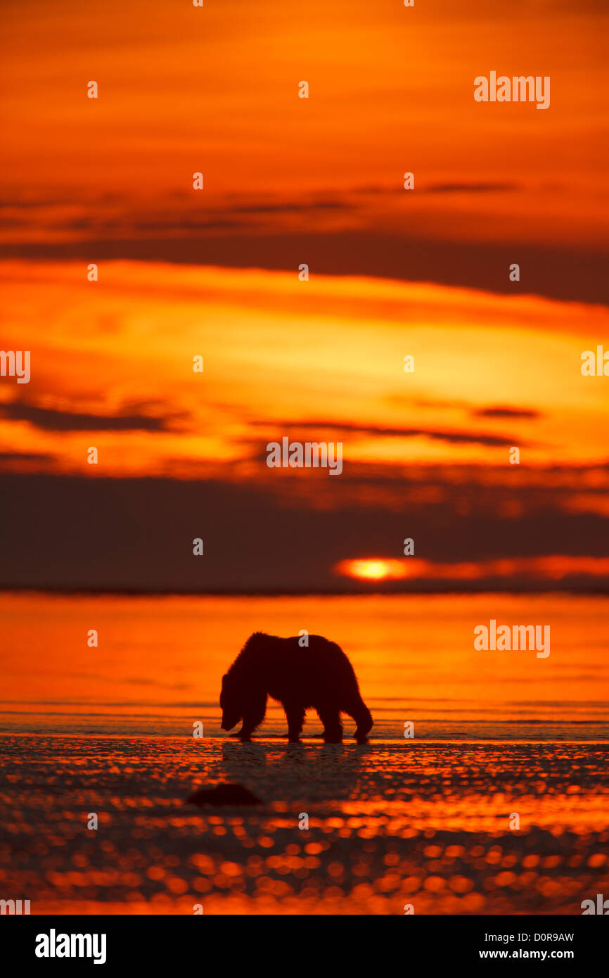 Brown ou Grizzli silhouetté contre lever du soleil Ciel, Lake Clark National Park, Alaska. Banque D'Images