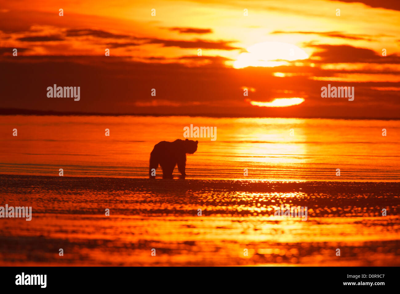 Brown ou Grizzli silhouetté contre lever du soleil Ciel, Lake Clark National Park, Alaska. Banque D'Images