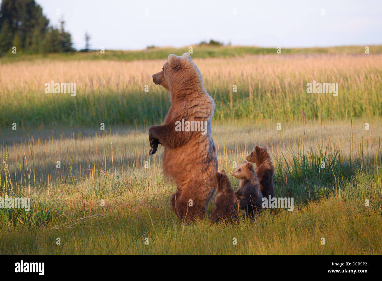 Sow avec Brown triplet ou Grizzly bear cubs printemps, Lake Clark National Park, Alaska. Banque D'Images