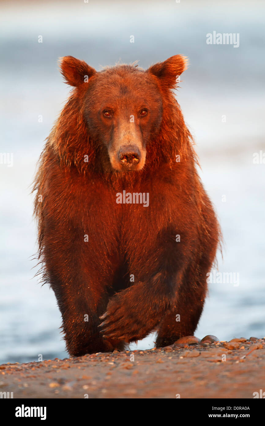 Brown ou le Grizzli, Lake Clark National Park, Alaska. Banque D'Images