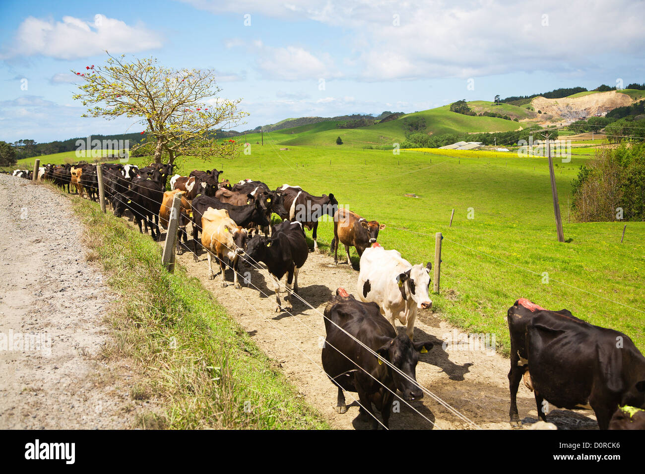 Un troupeau de vaches laitières, marchant le long d'une voie, rural Northland, North Island, New Zealand. Banque D'Images