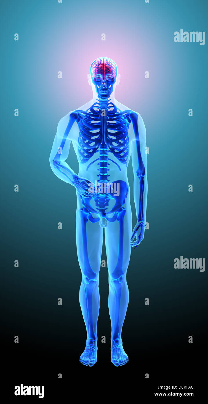 Anatomie humaine - maux de tête Banque D'Images