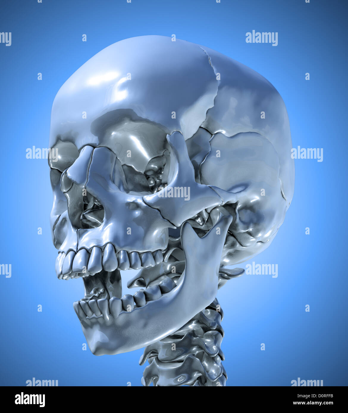 Crâne humain avec une mâchoire légèrement ouverte Banque D'Images