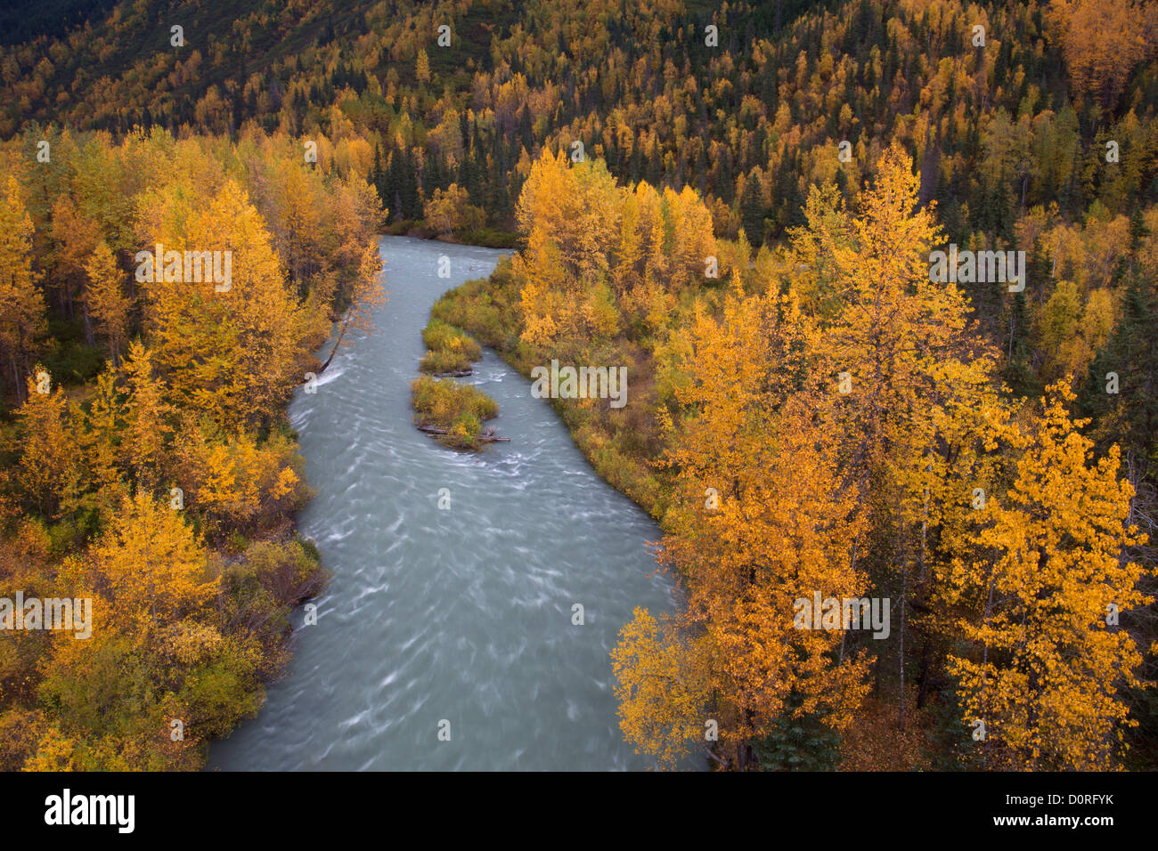 Couleurs d'automne à Canyon Creek, Alaska, la Forêt Nationale de Chugach. Banque D'Images