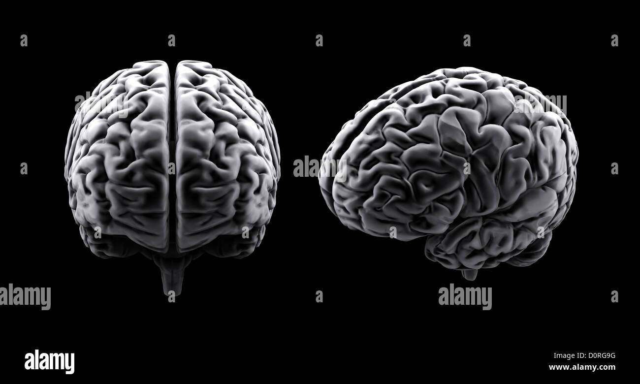 Cerveau humain Banque D'Images