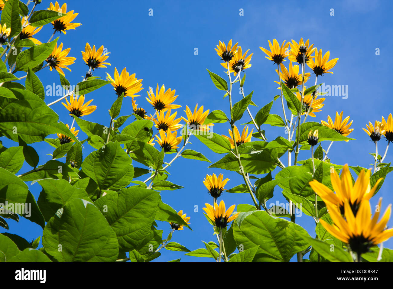 Les fleurs jaunes de topinambours plantes, une espèce de tournesol, contre un ciel bleu profond Banque D'Images