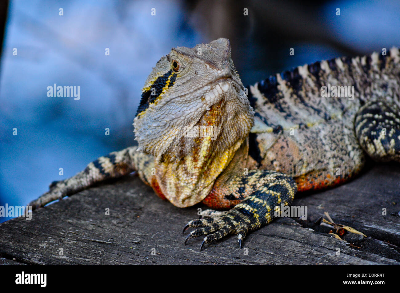 Angry lizard Banque de photographies et d’images à haute résolution - Alamy