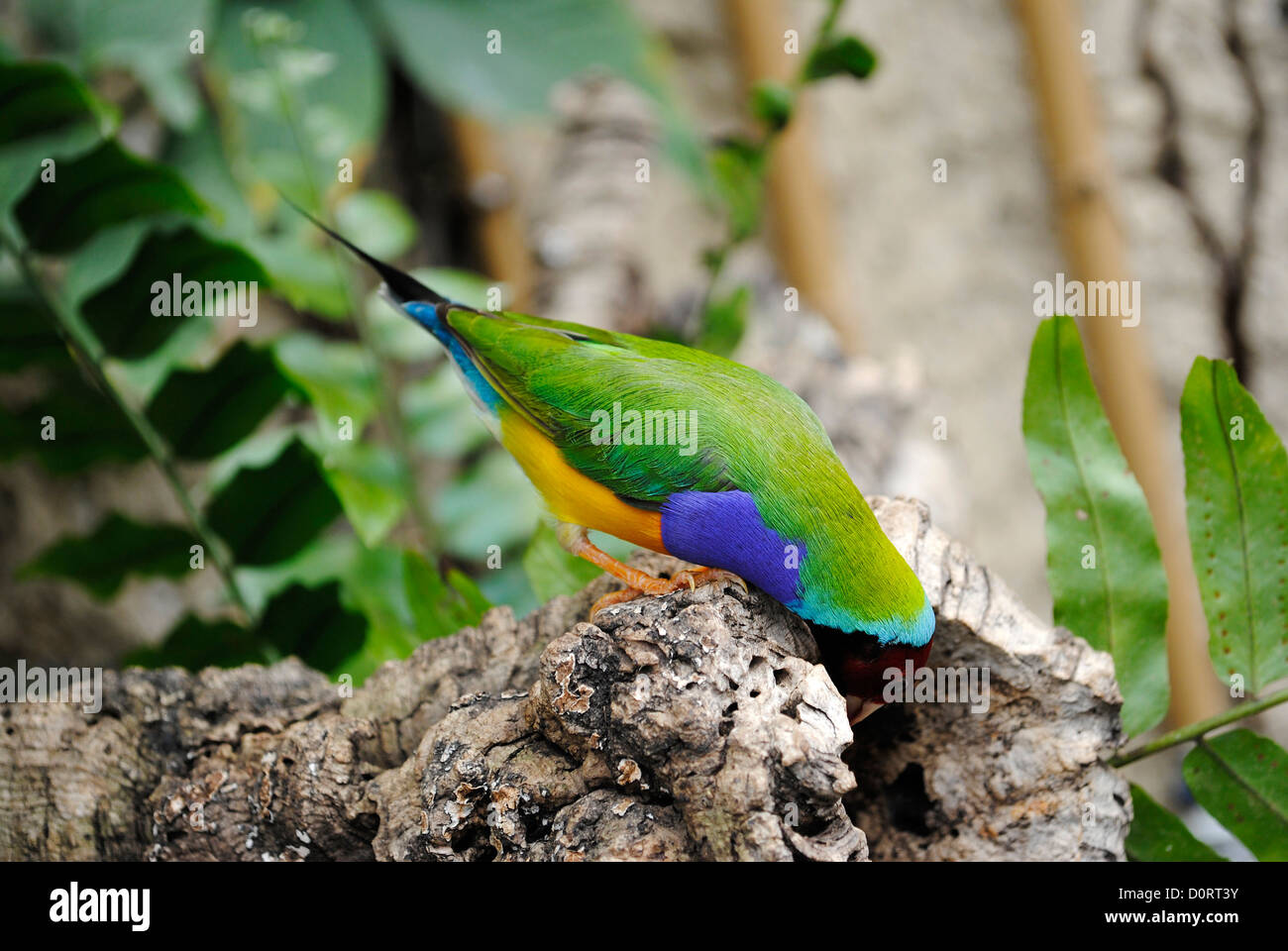 Gouldian Finch (erythrura gouldiae) Banque D'Images