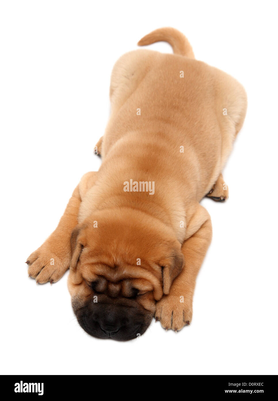 Couchage chien chiot Shar Pei Banque D'Images