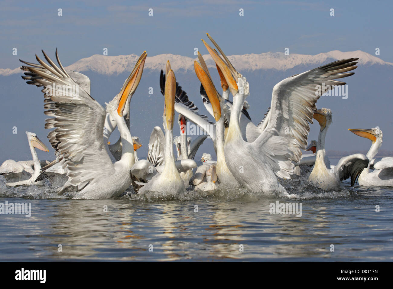 Un groupe de pélican frisé (Pelecanus crispus) en plumage nuptial, le lac Kerkini, Grèce Banque D'Images